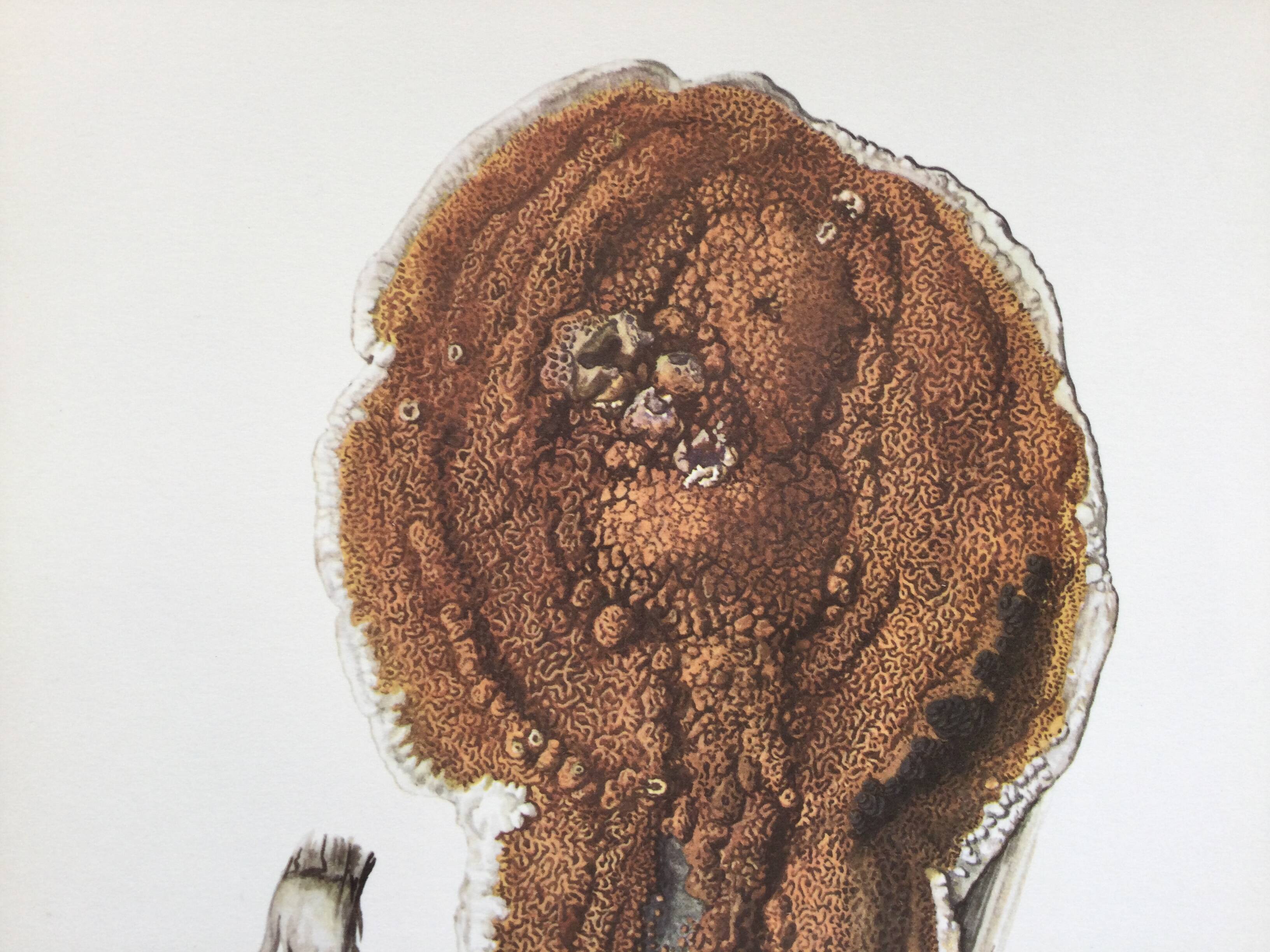 Polypore Mushroom Botanical Illustration. Vintage Print from the 60s.
