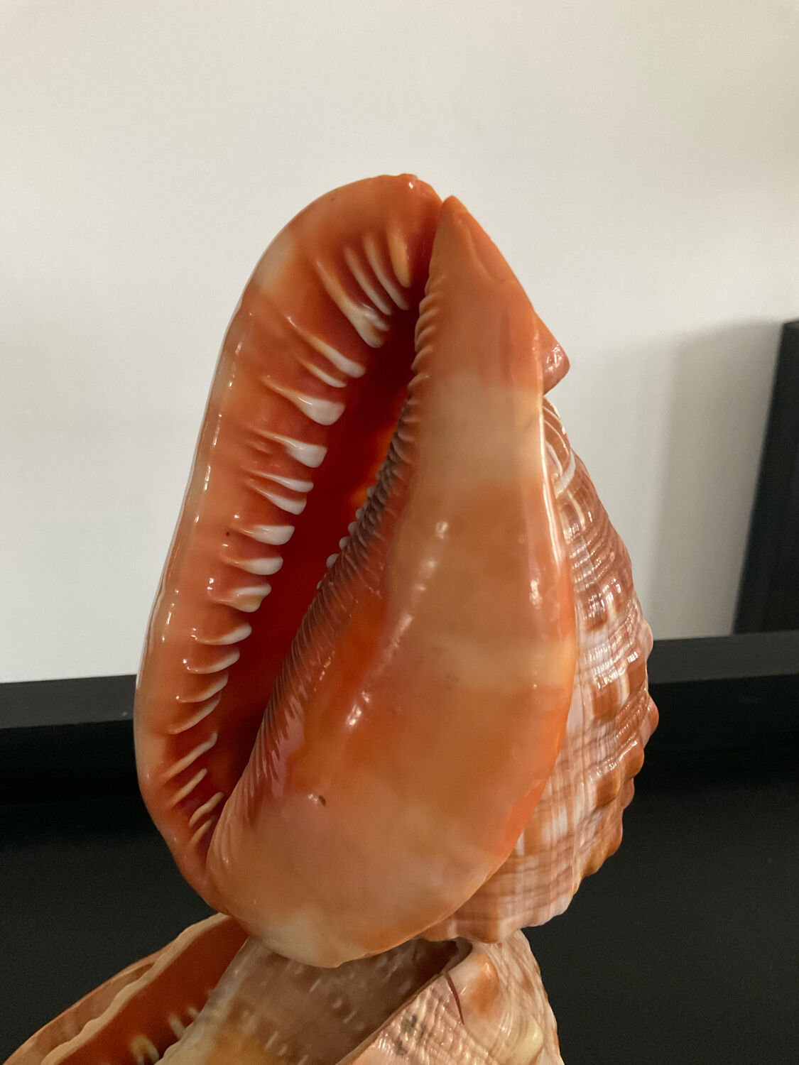 Vintage shell lamp from the 50s-60s