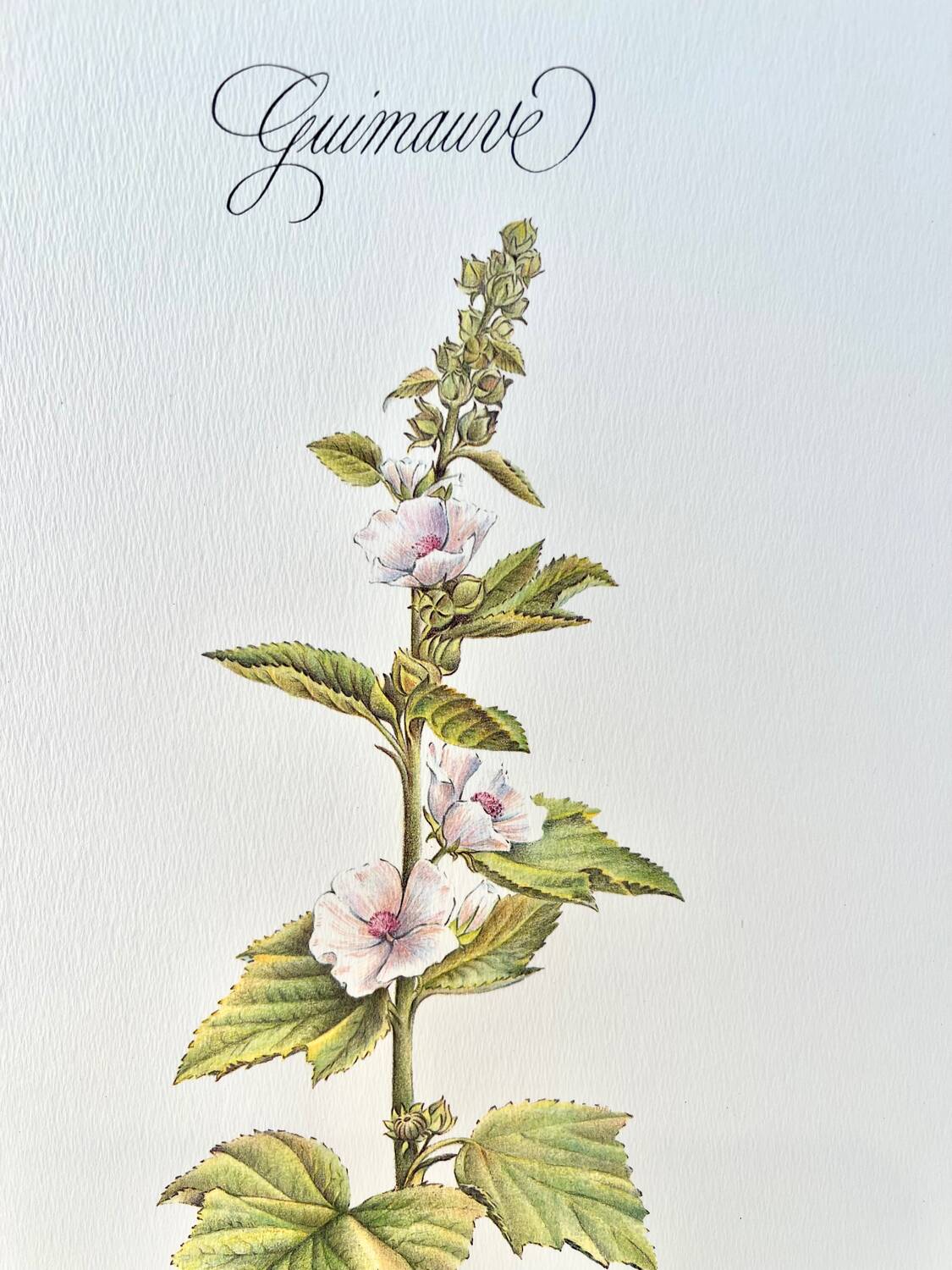 Botanical plate – Marshmallow – Louis Pariente, 1986