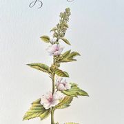 Botanical plate – Marshmallow – Louis Pariente, 1986