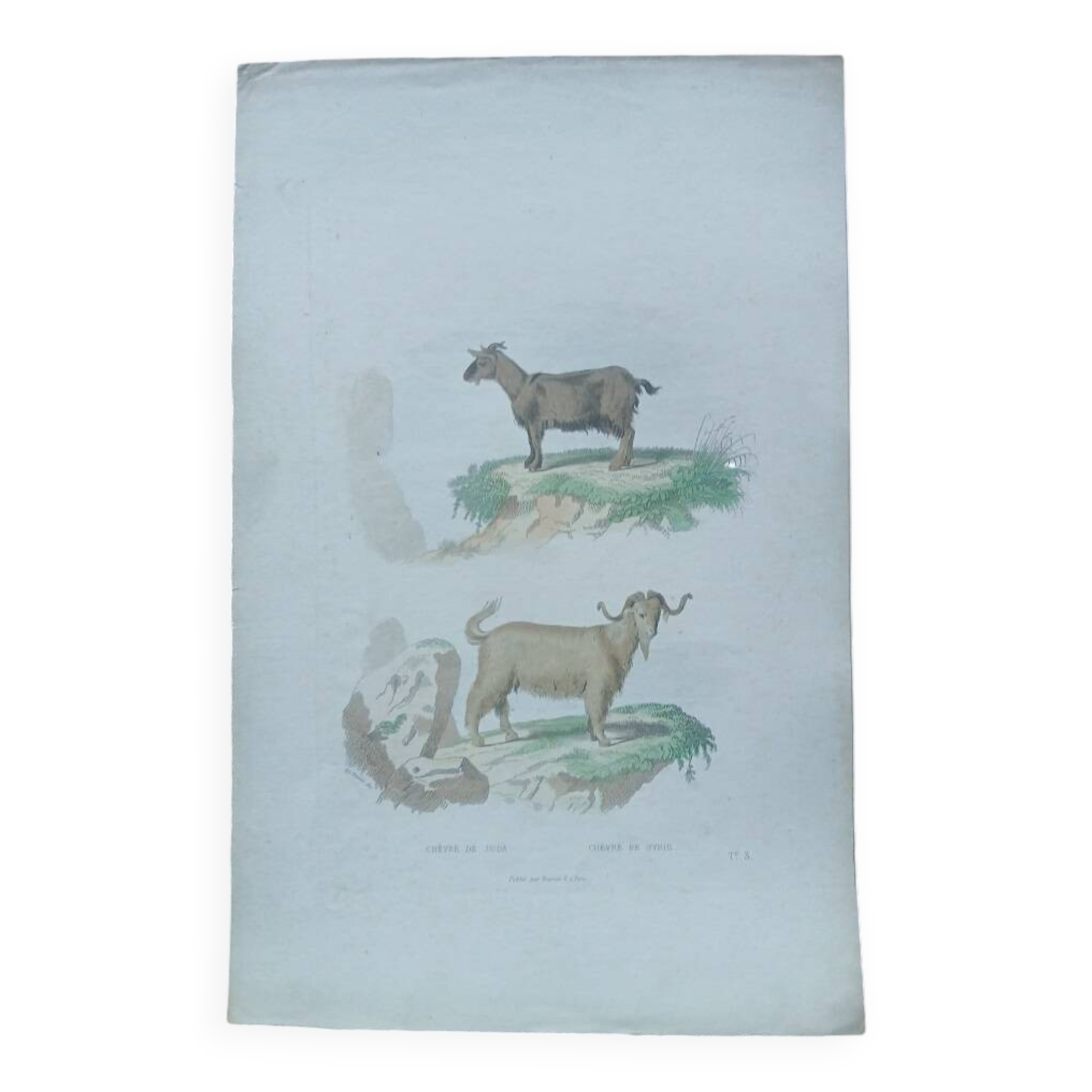 Poster - Antique Zoological Engraving - Judah Goat from Syria (mid 19th century)