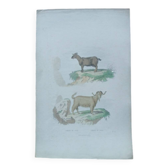 Affiche - gravure zoologique ancienne - chèvre de juda de syrie (mi 19ème)
