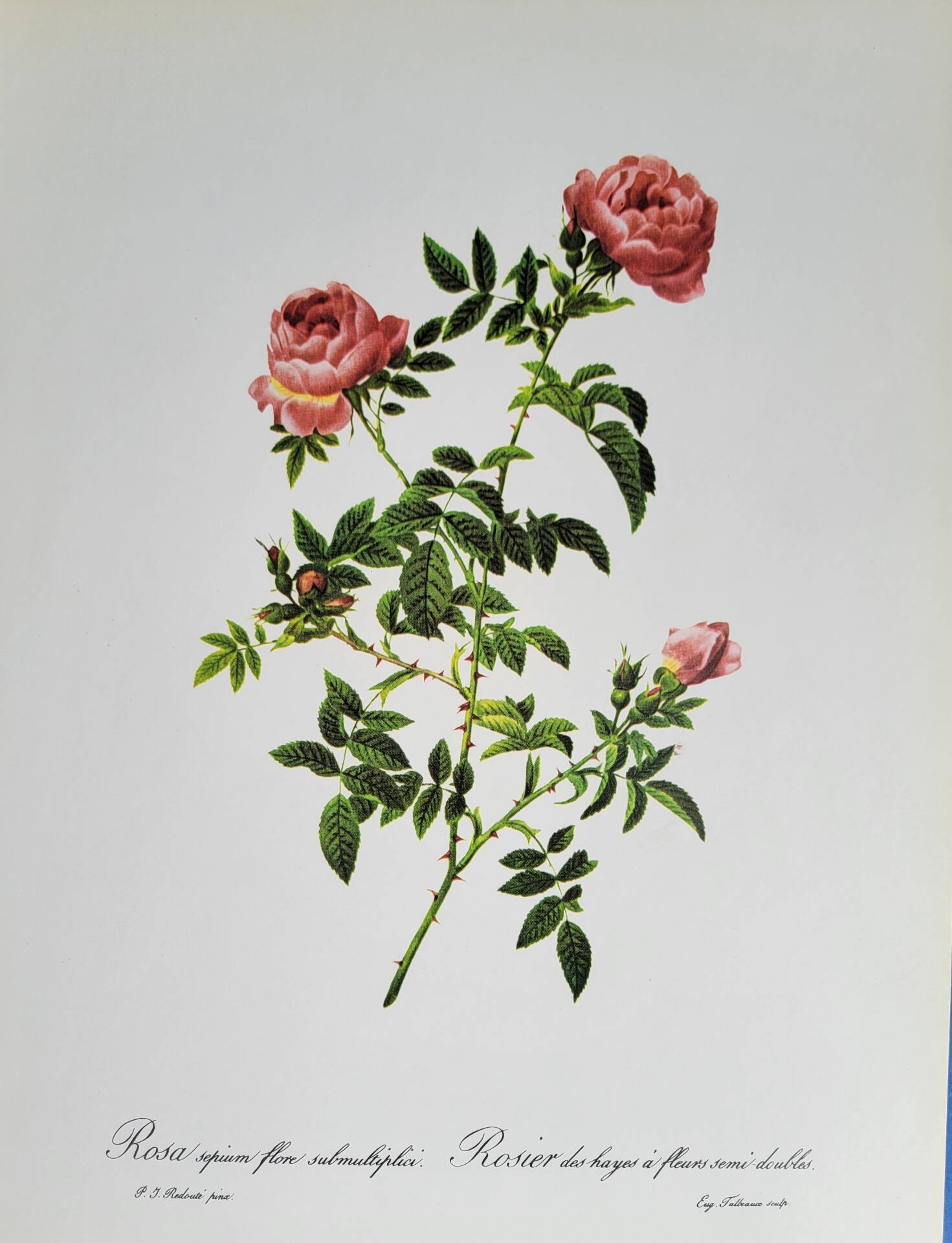 Planche botanique Rose des Hayes, P. J Redouté 1960