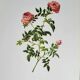 Planche botanique Rose des Hayes, P. J Redouté 1960