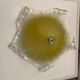Venetian Murano Glass Sconces Set of 2