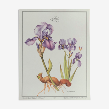 Planche botanique l'Iris
