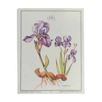 Planche botanique l'Iris