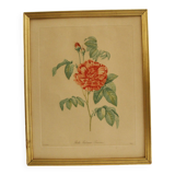Lithographie JP Redouté encadrée - Belle Rubanée