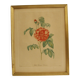 Lithographie JP Redouté encadrée - Belle Rubanée