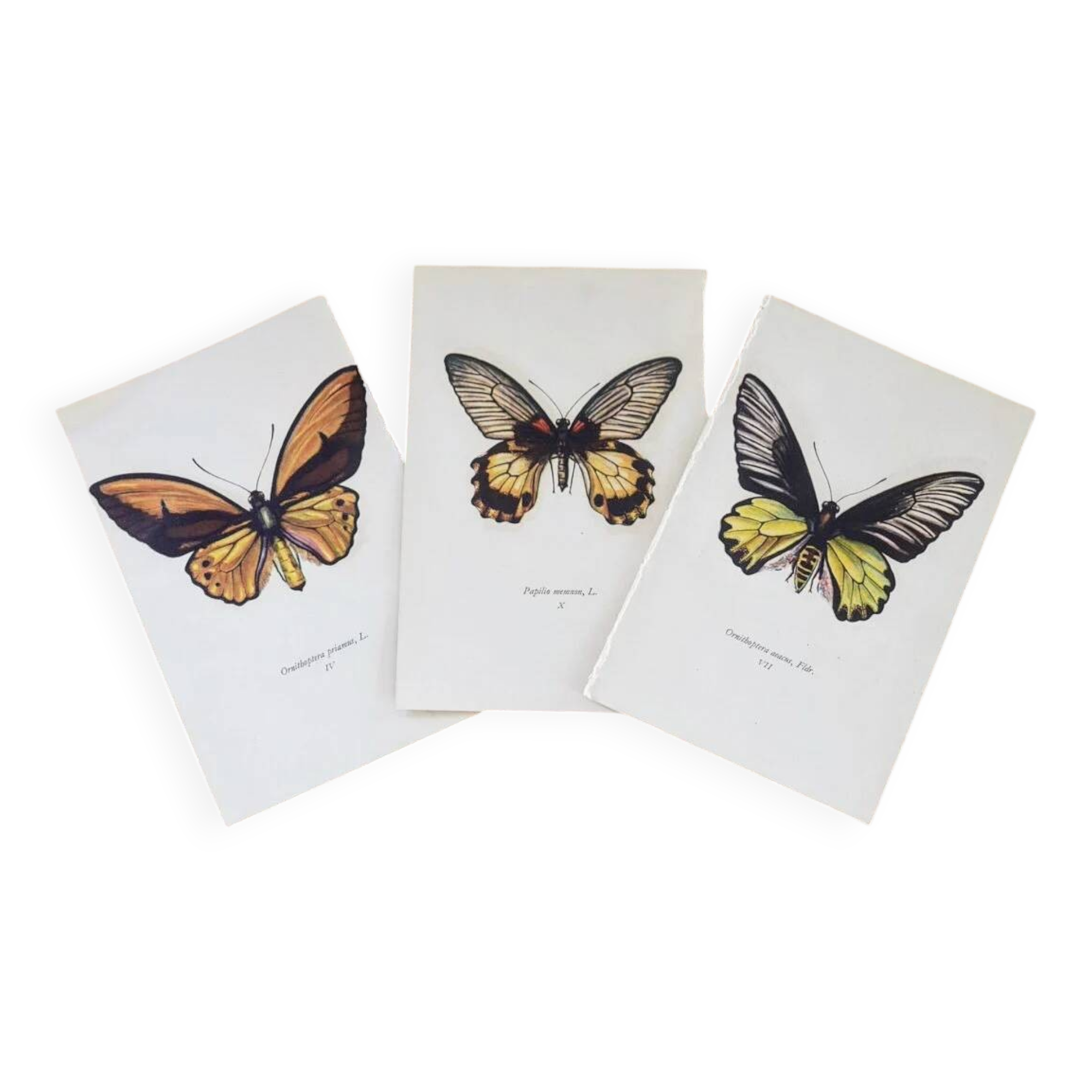 Planches de papillons (lot de 3)
