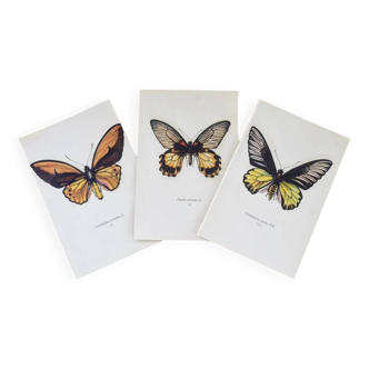 Butterfly boards (set of 3)