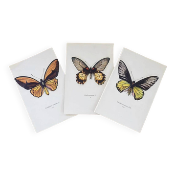 Planches de papillons (lot de 3)