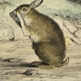 Original zoological plate of 1839 " Deer ,....,.... "