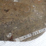 Fossil natural stone top