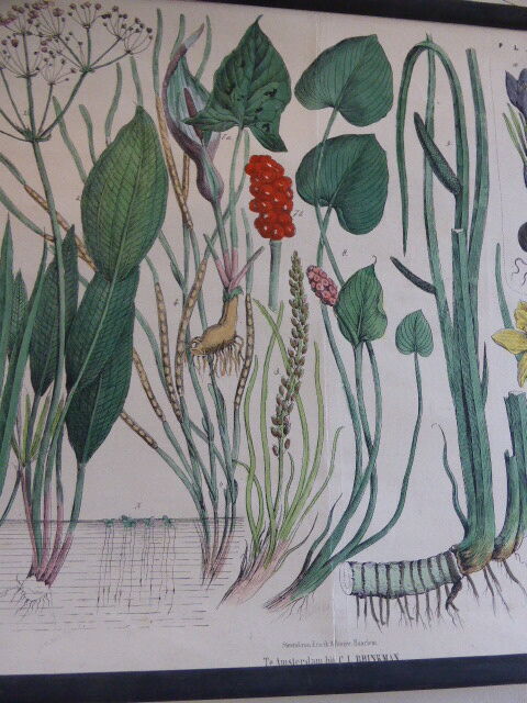 Botanical board numero XLVIII