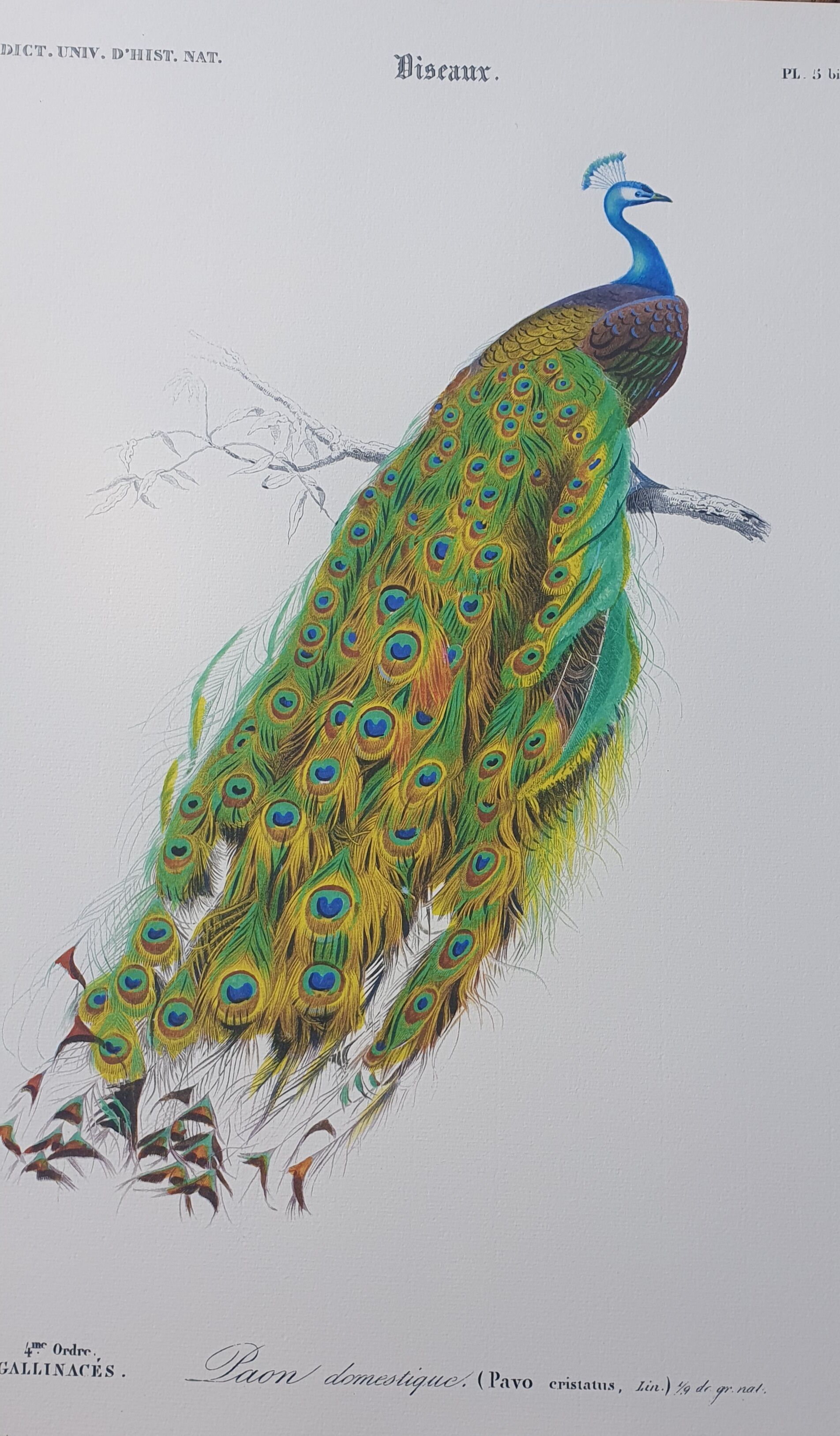 Vintage illustration