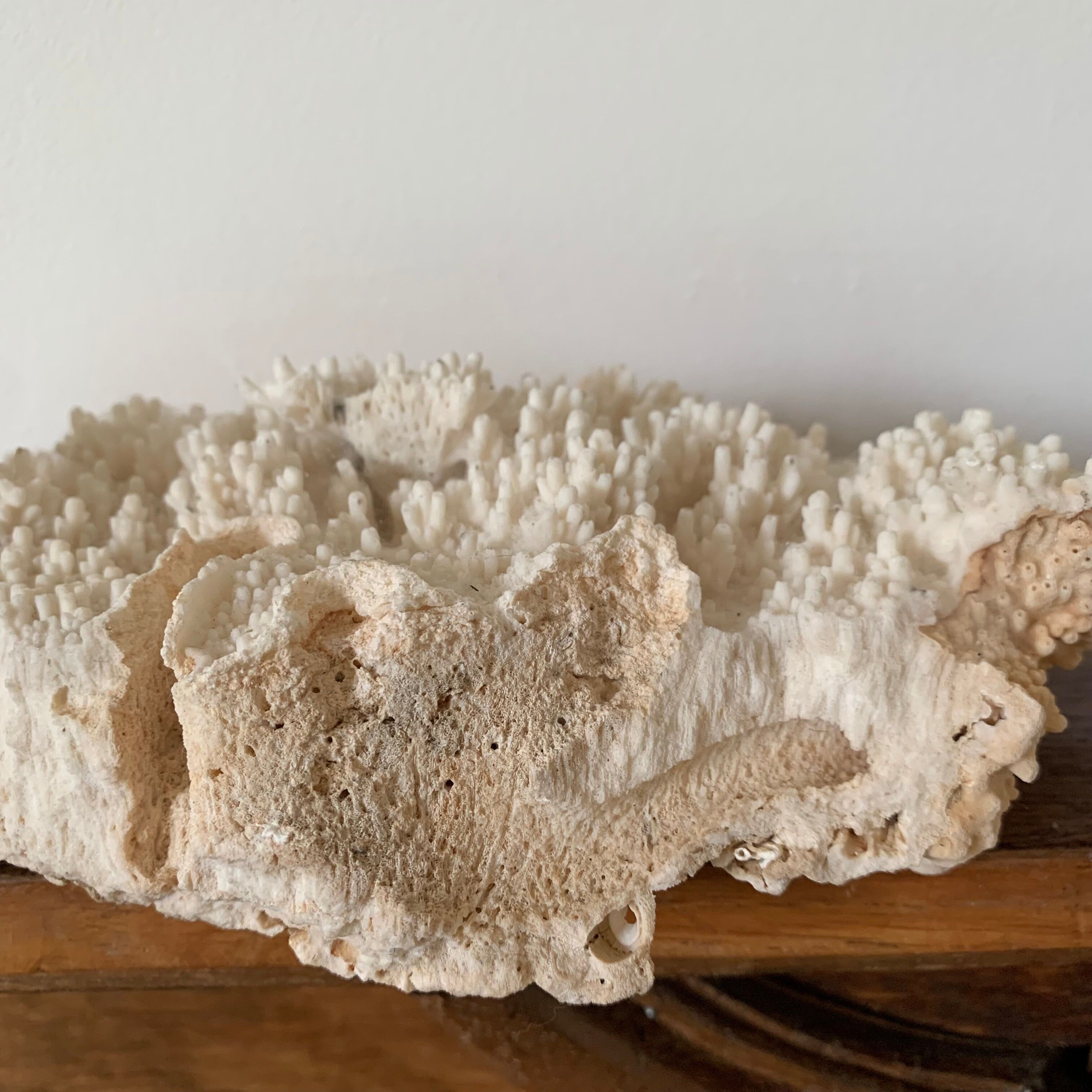White coral 33 cm
