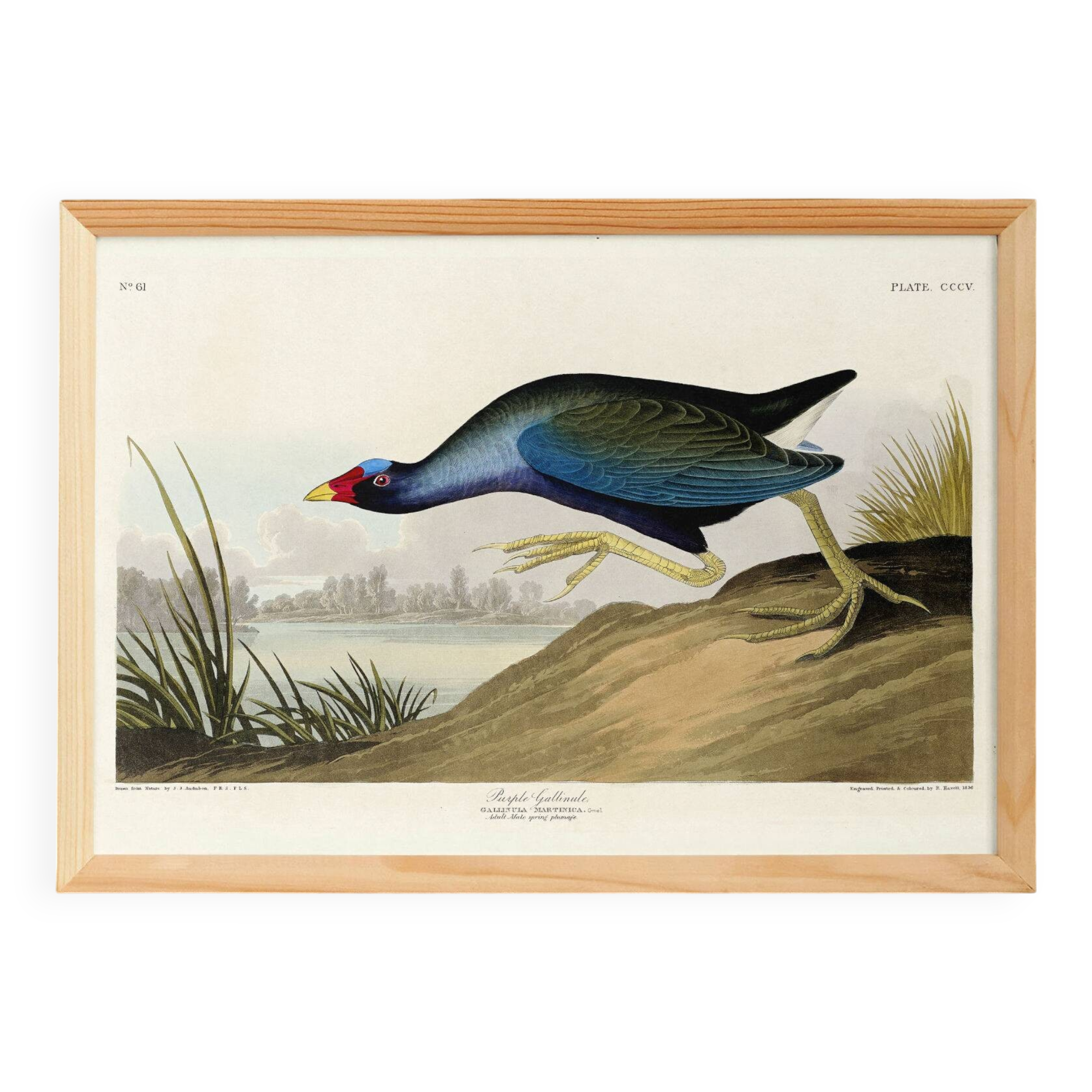 Poster about the Sultana Talève, based on an old engraving from 1827.