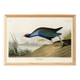 Poster about the Sultana Talève, based on an old engraving from 1827.