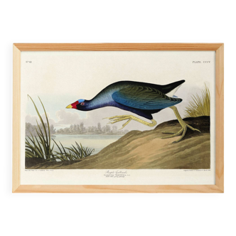 Poster about the Sultana Talève, based on an old engraving from 1827.