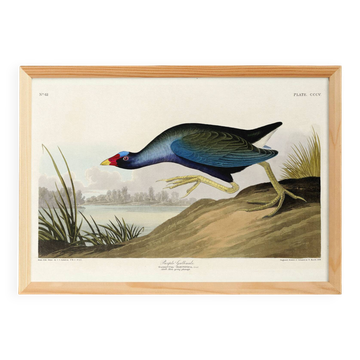 Poster about the Sultana Talève, based on an old engraving from 1827.