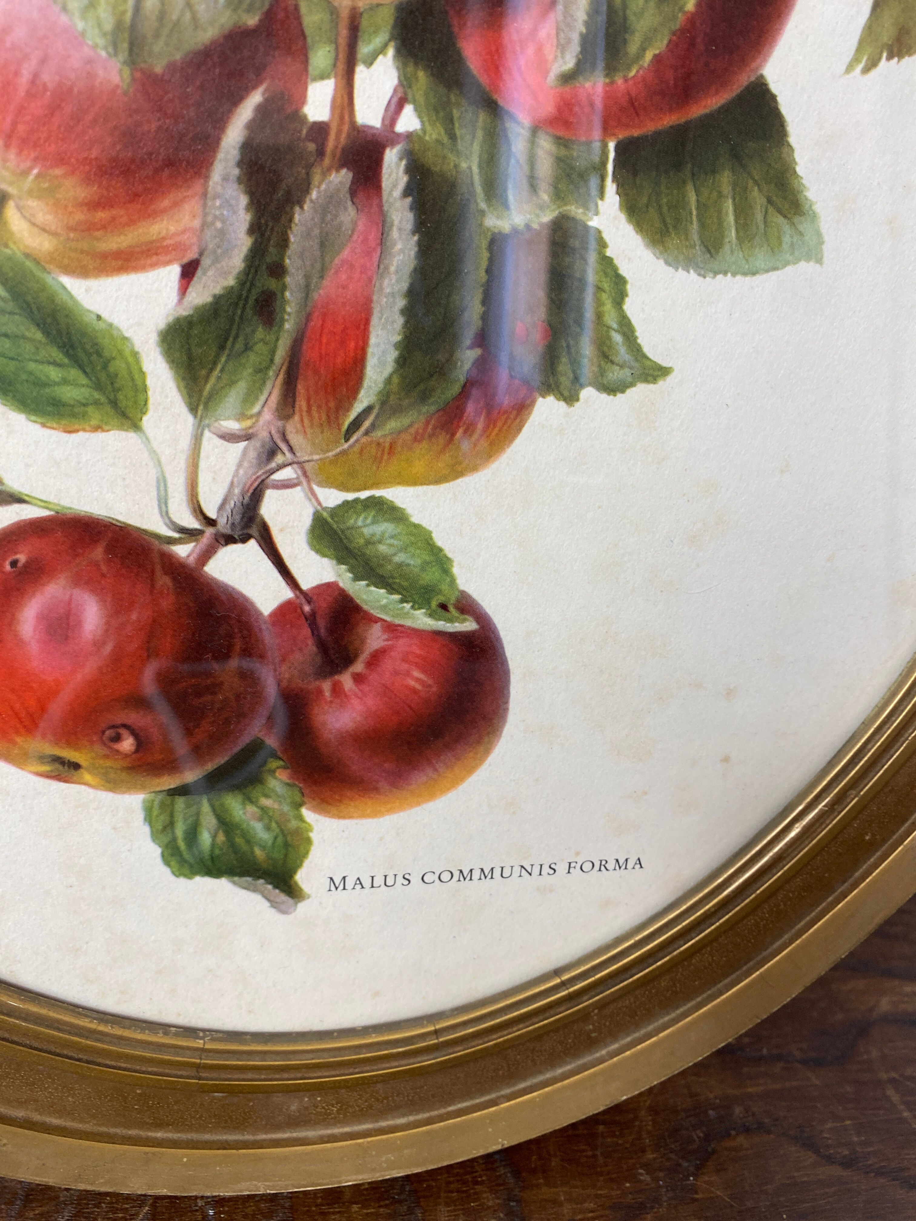 Affiche botanique Malus Communis encadrée