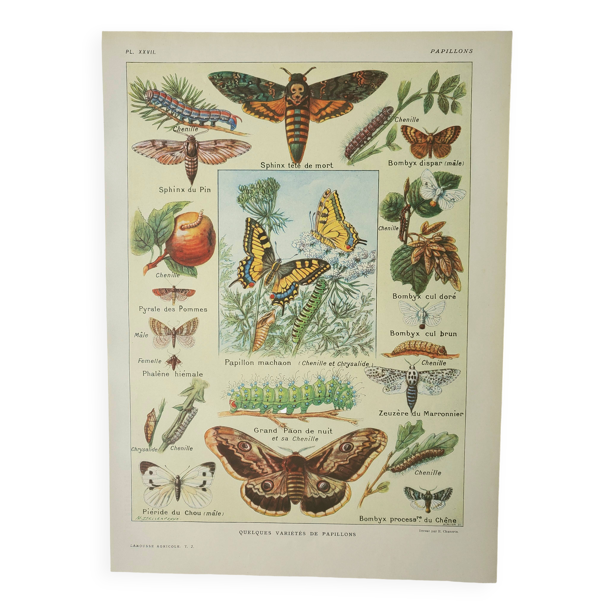 Gravure ancienne 1922, Papillon, chenille, insectes, ntomologie • Lithographie, illustration origina