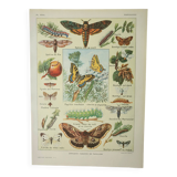 Gravure ancienne 1922, Papillon, chenille, insectes, ntomologie • Lithographie, illustration origina