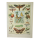 Antique engraving 1922, Butterfly, caterpillar, insects, entomology • Lithograph, original illustration