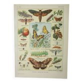 Gravure ancienne 1922, Papillon, chenille, insectes, ntomologie • Lithographie, illustration origina
