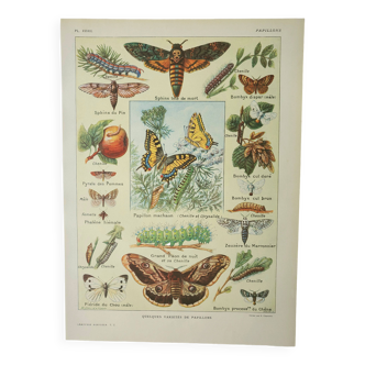 Antique engraving 1922, Butterfly, caterpillar, insects, entomology • Lithograph, original illustration