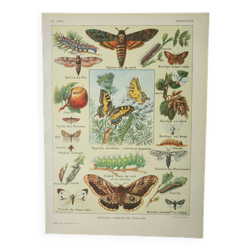 Antique engraving 1922, Butterfly, caterpillar, insects, entomology • Lithograph, original illustration