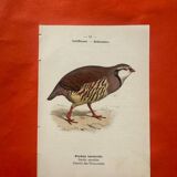 Botanical engraving birds double sided naturalist board