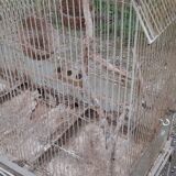 Iron bird cage 1900