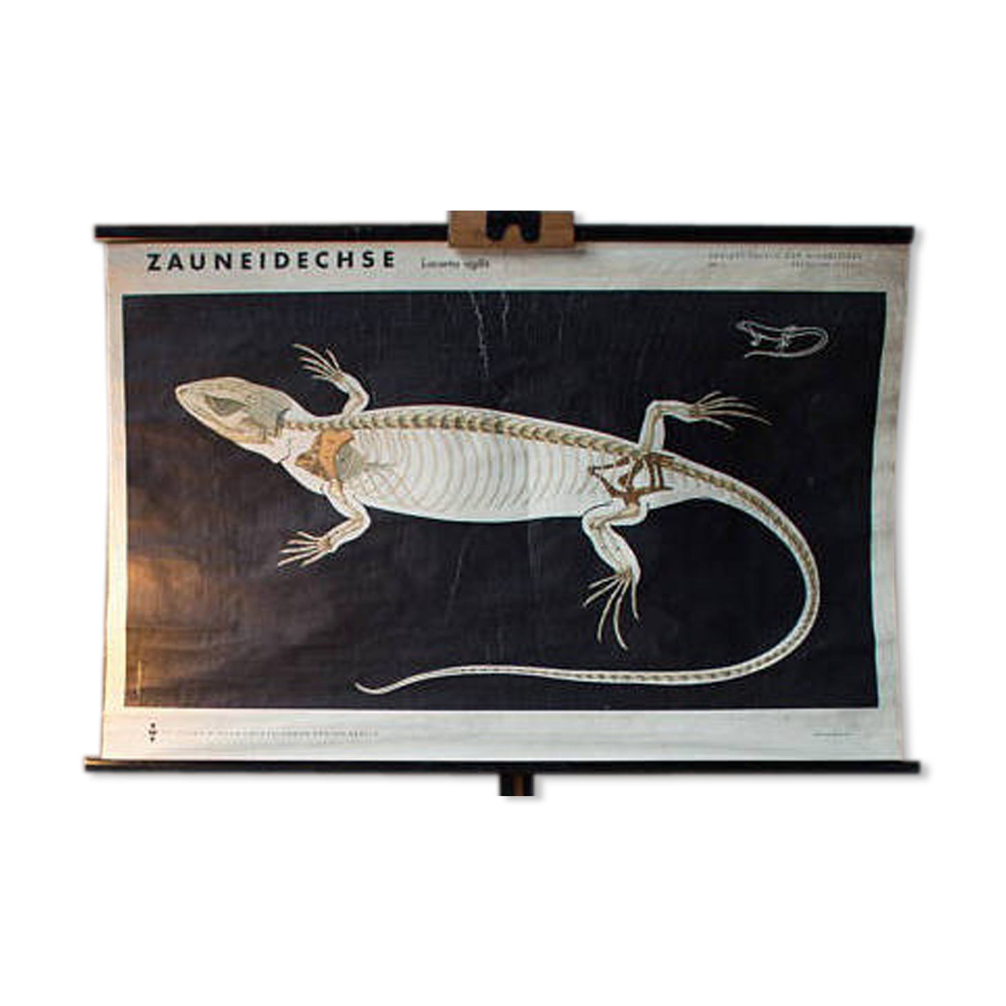 Displays educational lizard 1969