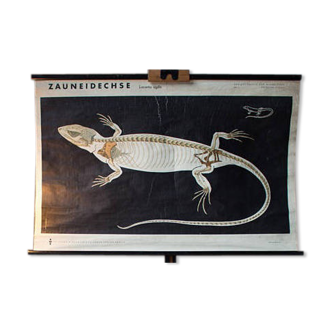 Displays educational lizard 1969