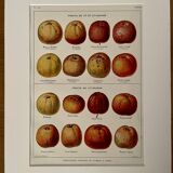 Lithograph on cider apples - 1920