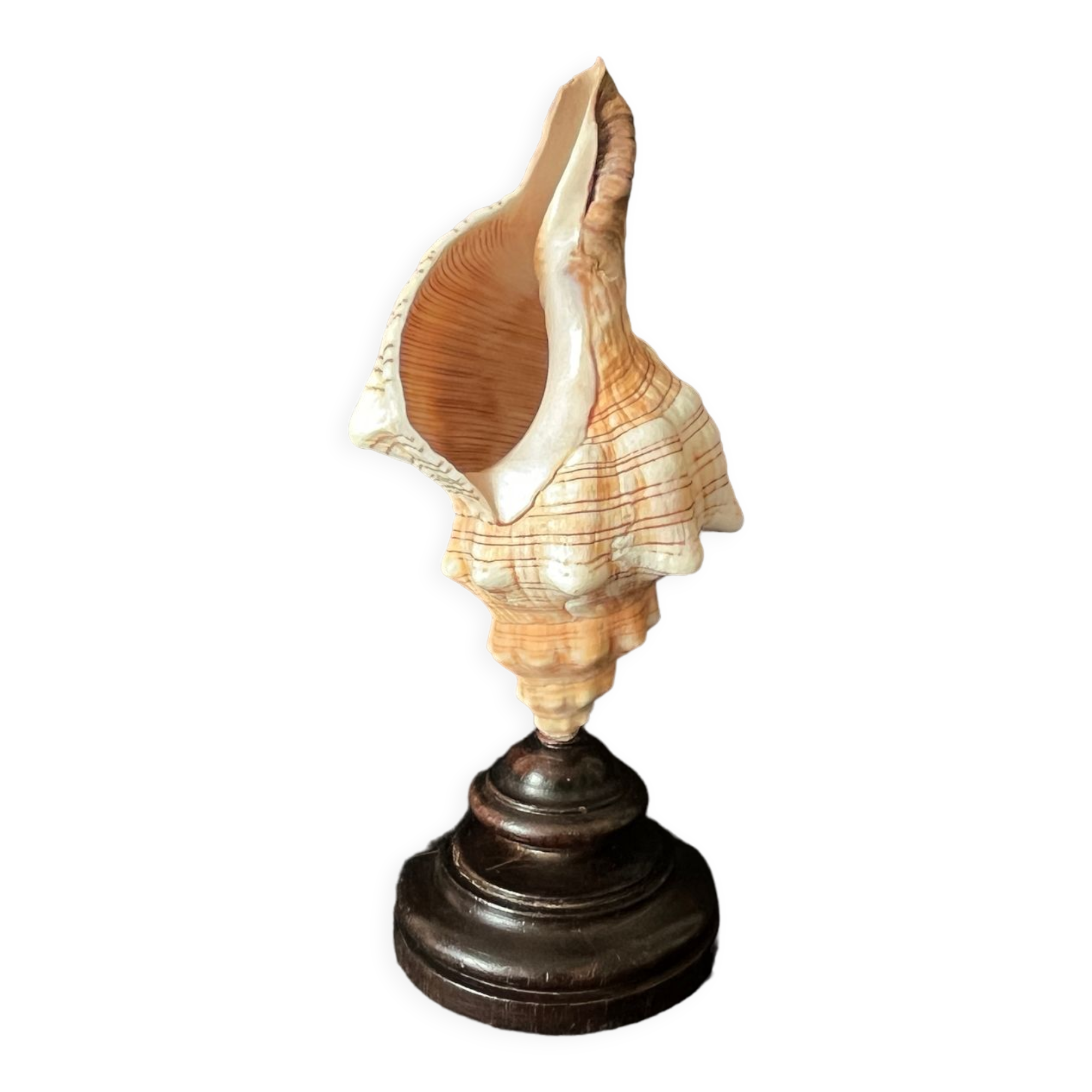 Shell Fasciolaria Trapezium on blackened turned wooden base old cabinet of curiosities