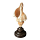 Shell Fasciolaria Trapezium on blackened turned wooden base old cabinet of curiosities