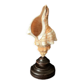 Coquillage Fasciolaria Trapezium sur socle en bois tourné noirci ancien cabinet de curiosités