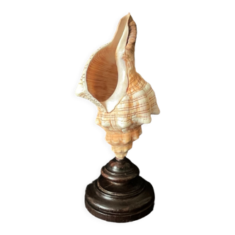 Shell Fasciolaria Trapezium on blackened turned wooden base old cabinet of curiosities