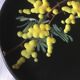 Plate Vallauris mimosas by Giraud