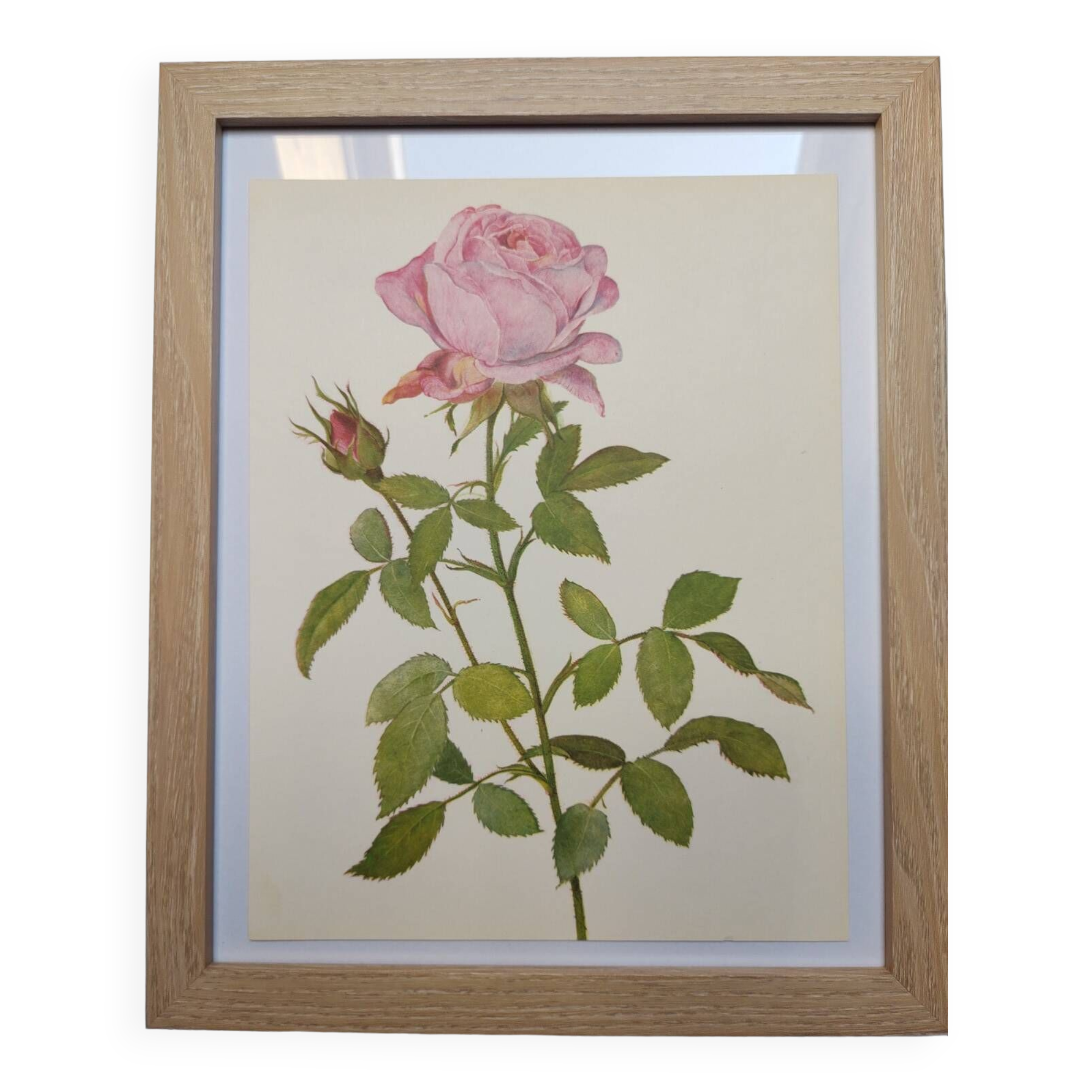Botanical plate from 1968 Botanical illustration of rose - - Vintage illustration of flower and rose