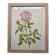 Botanical plate from 1968 Botanical illustration of rose - - Vintage illustration of flower and rose