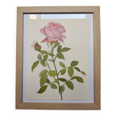 Planche botanique de 1968 Illustration botanique de rose -  - Illustration Vintage fleur et rose