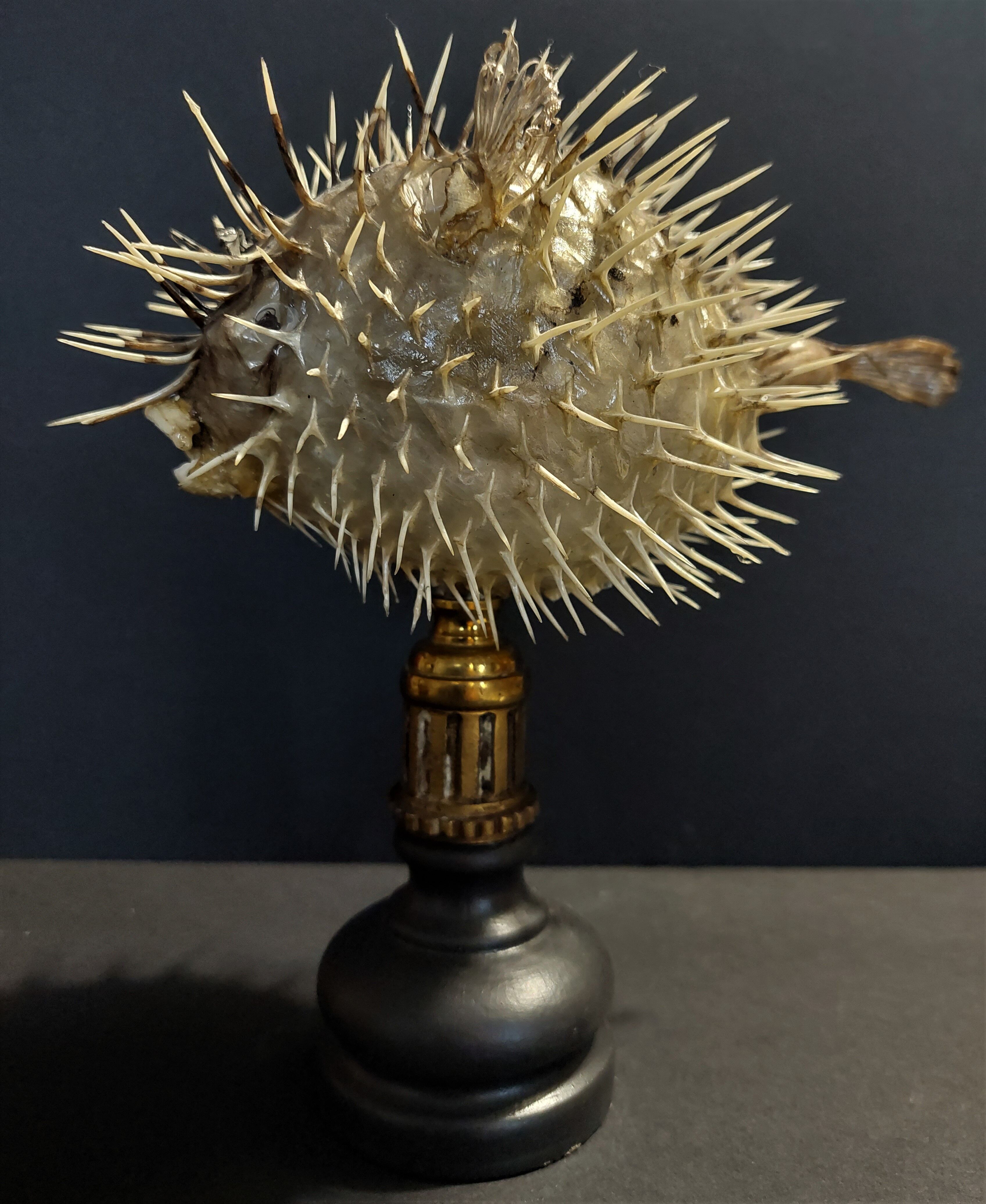 Cabinet of Curiosities naturalized fish diodon holocanthus on base