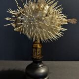 Cabinet of Curiosities naturalized fish diodon holocanthus on base