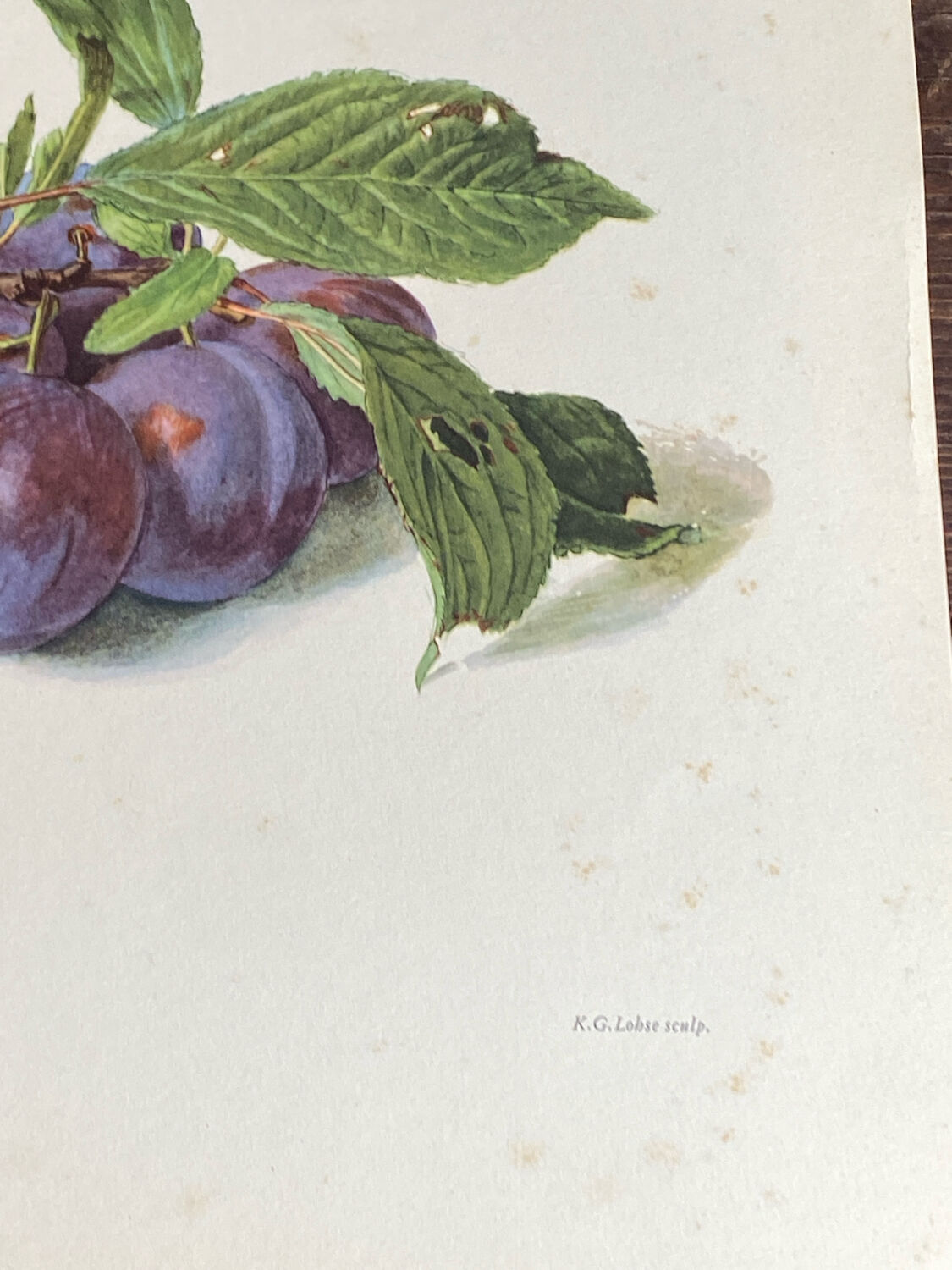Affiche botanique, Prunus Domestica