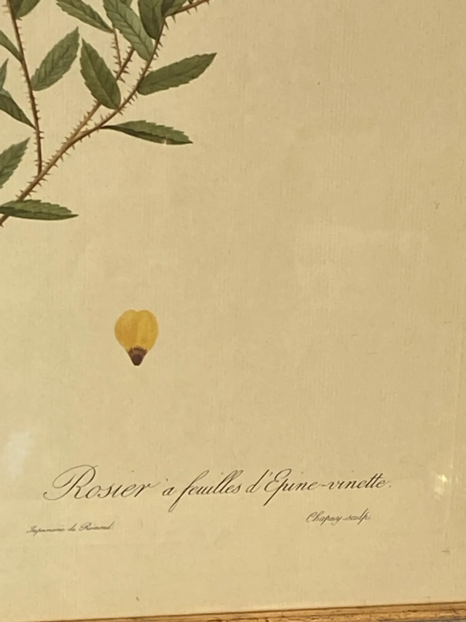Botanical print, Rose, J-P Redouté
