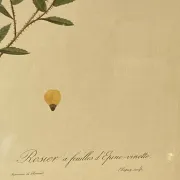 Botanical print, Rose, J-P Redouté